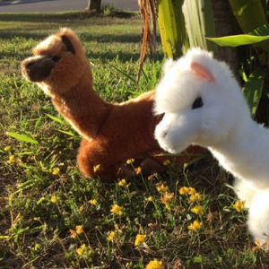 Alcapone (Alpaca - 25cm lying, brown) - Image 2