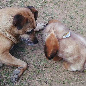 Cinnamon (Lop Eared Rabbit - 25cm sitting) - Image 4